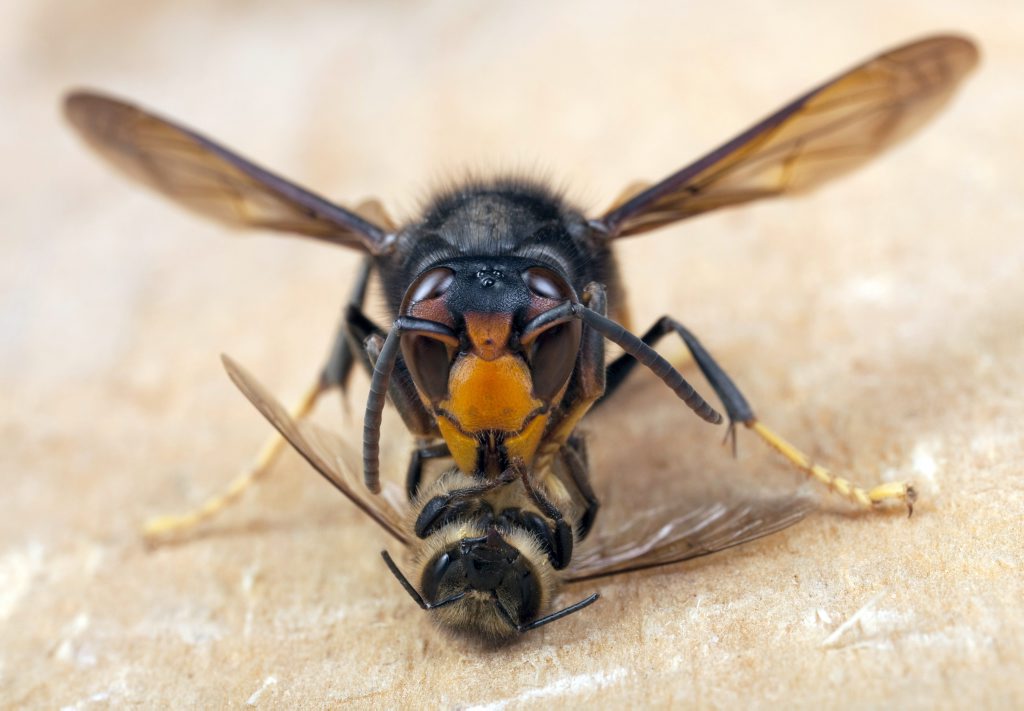 Aziatische hoornaar komt onze bijen opeten