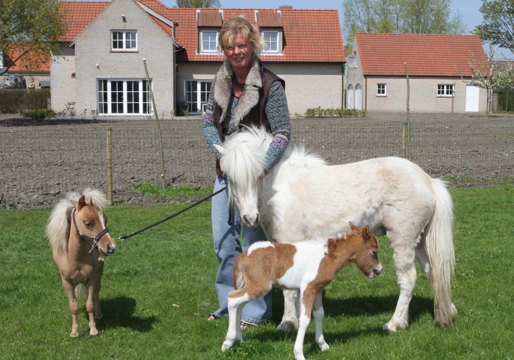 Banzai Geduld huren Kleinste paard van Europa loopt rond in Ramskapelle (Knokke-Heist) | Het  Nieuwsblad Mobile
