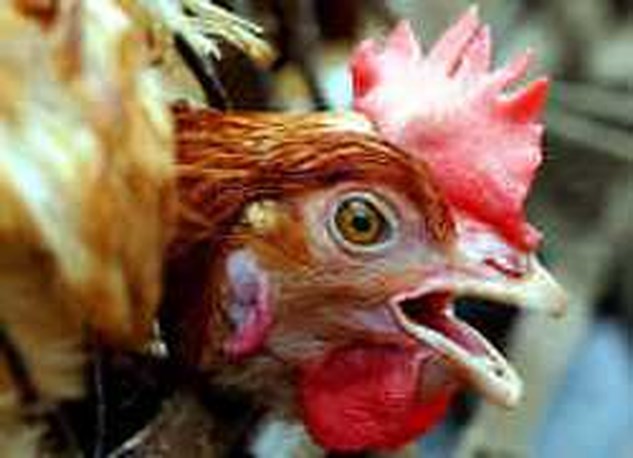 landinwaarts rand accumuleren Hoe goed hoort een kip?'' | Het Nieuwsblad Mobile