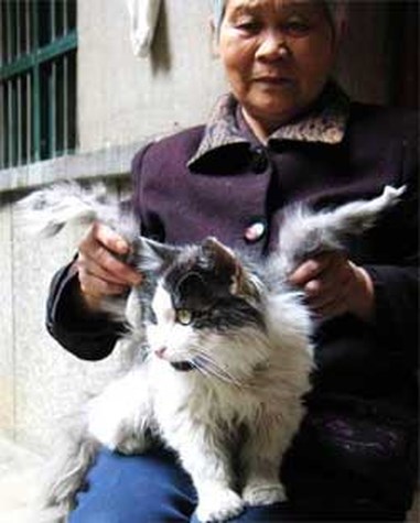 melk controleren excuus Chinese kat met vleugels | Het Nieuwsblad Mobile