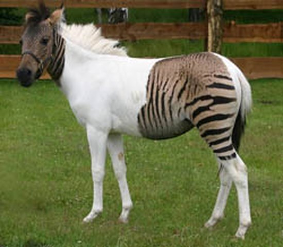 Altijd Publiciteit Gezamenlijk Paard of zebra? | Het Nieuwsblad Mobile