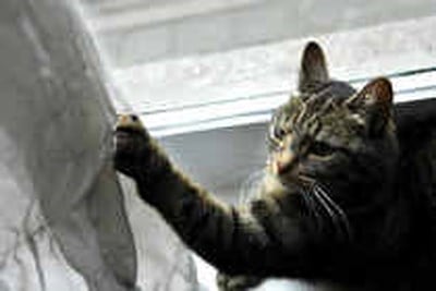 Poes Is Boos En Plast Wild Het Nieuwsblad Mobile