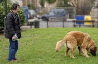 U Kunt Ziek Worden Van Honden En Kattenpoep Brussel Het Nieuwsblad Mobile