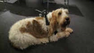 Hond Joepie Komt Ook Het Nieuwsblad Mobile