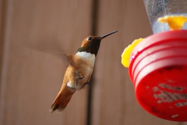 Marcel voedert kolibries zijn tuin Canada (Wetteren) Het Nieuwsblad Mobile