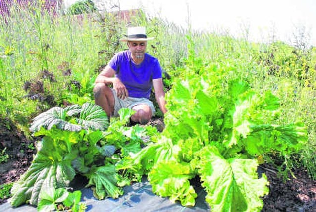 Neem abonnement en pluk zelf jaar verse groenten