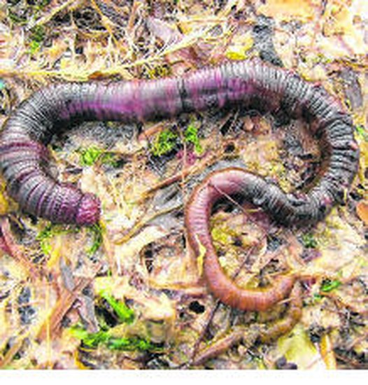 De Zeepier Of Aasworm Oostende Het Nieuwsblad Mobile