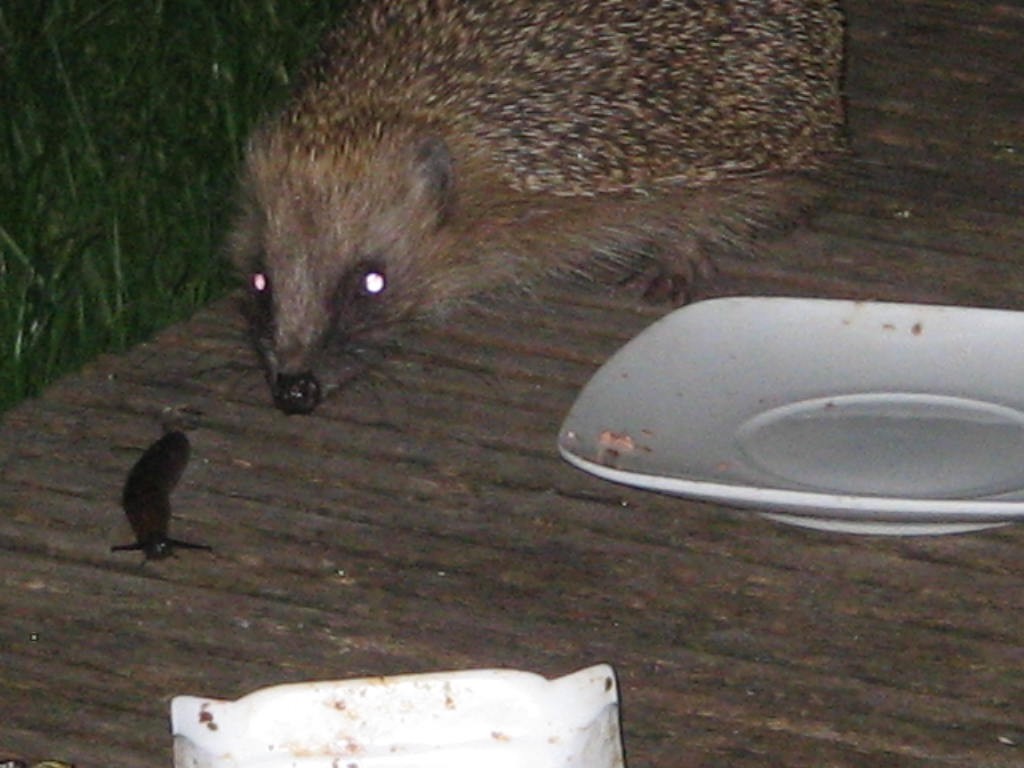 Egel op jacht in de tuin (Geraardsbergen) Het Nieuwsblad