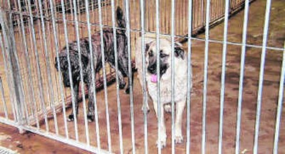 Kattenasiel En Opvang Dieren In Belgie Kattenclub Be