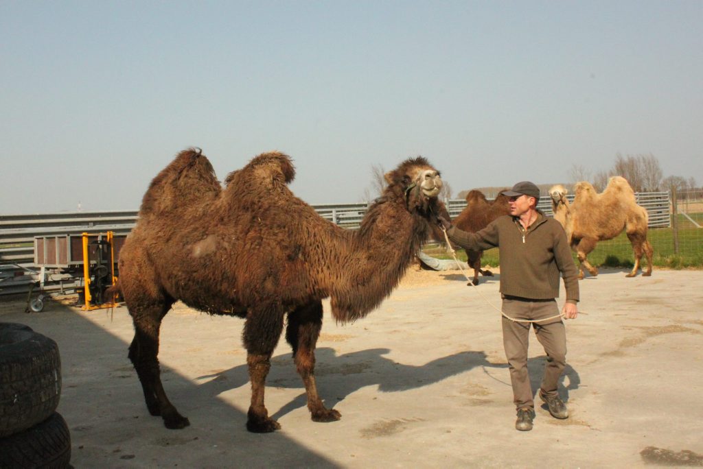 slikken exegese Taalkunde Nevelaar heeft kamelen als huisdier (Deinze) | Het Nieuwsblad Mobile