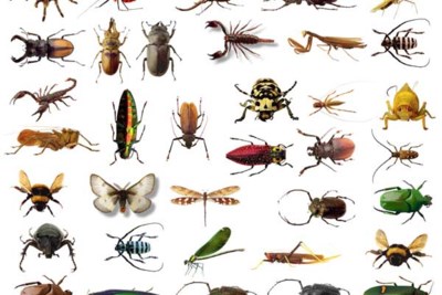 Verdwijnen Scepticisme Rose kleur Tien redenen waarom we met zijn allen insecten en spinnen moeten eten | Het  Nieuwsblad Mobile