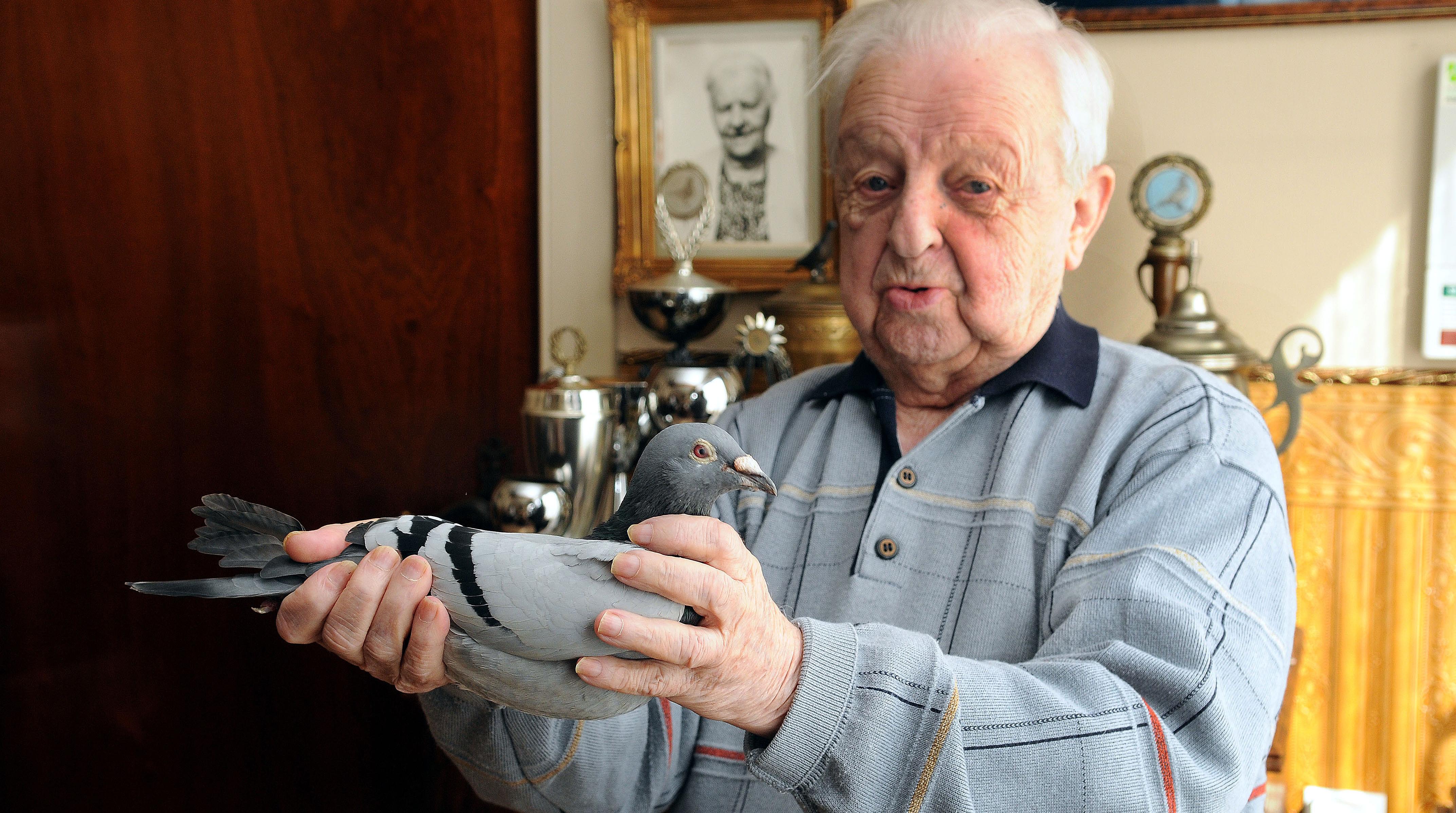 Grootste duivenmelker aller tijden overleden: Arendonk treurt om Louis