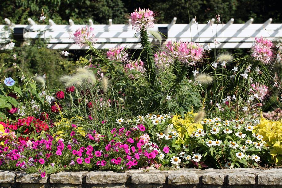 Welke bloemen kleuren uw tuin? Het Nieuwsblad