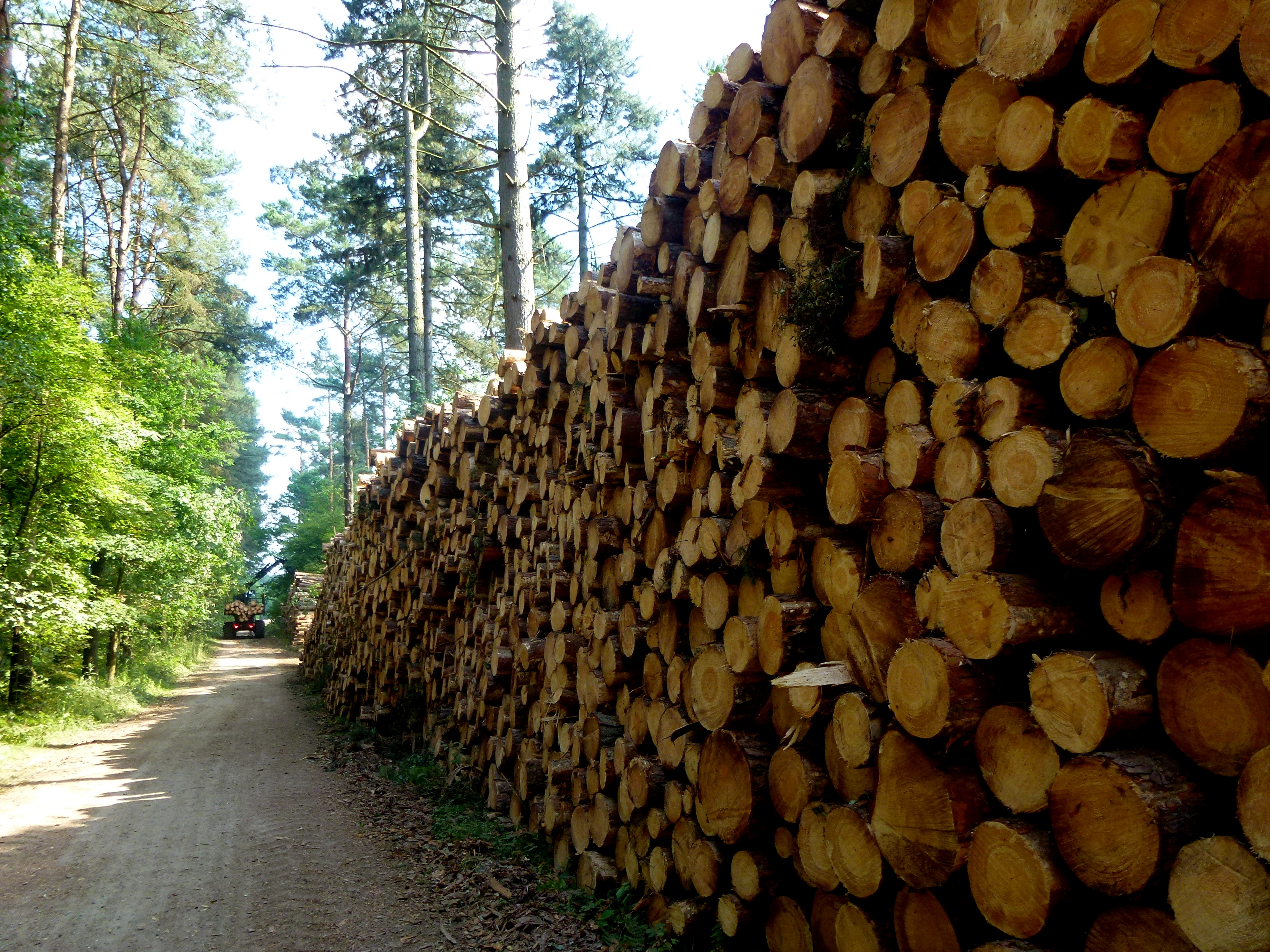 Hout stapelen in de hitte (Laakdal) Het Nieuwsblad