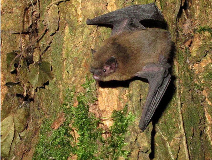 Vleermuizen: meer dan alleen maar vliegende zoogdieren (Tienen) | Het