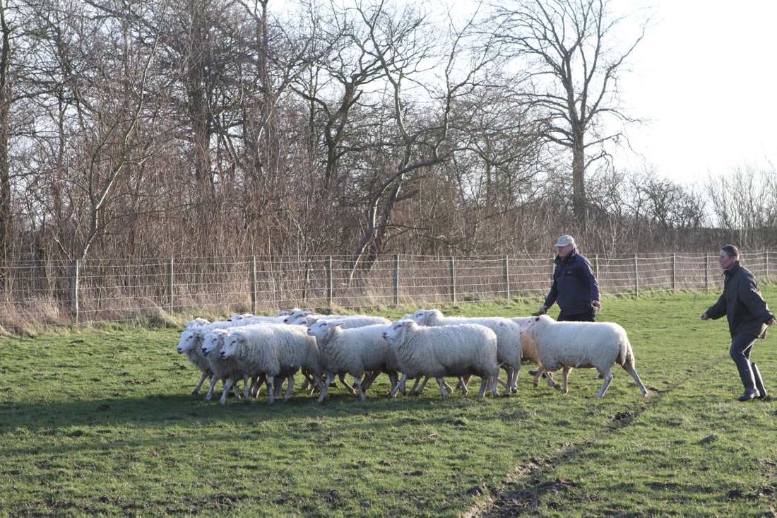 Vlaamse Schapen Trekken Opnieuw De Duinen In Knokke Heist Het