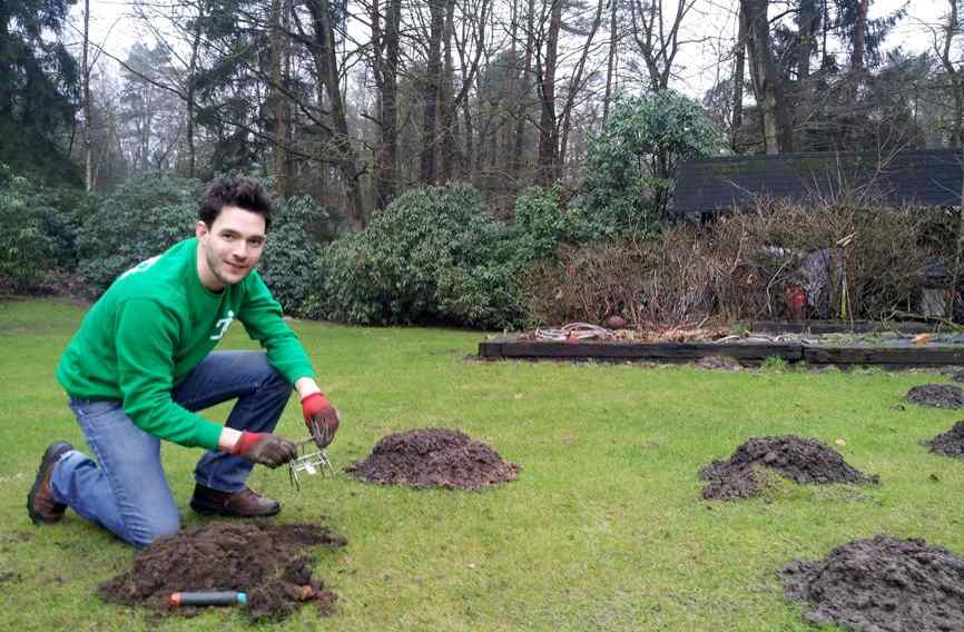 Natte winter drijft mollen massaal naar droge tuinen Het Nieuwsblad