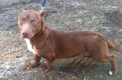 Iedereen Wil Deze Bizarre Hond Adopteren Het Nieuwsblad Mobile