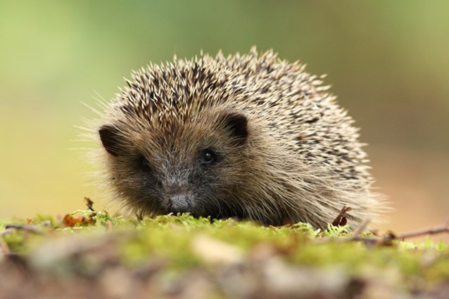 Minstens 8 miljoen dieren aangereden op onze wegen