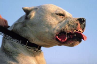 meisje 6 aangevallen door pitbull