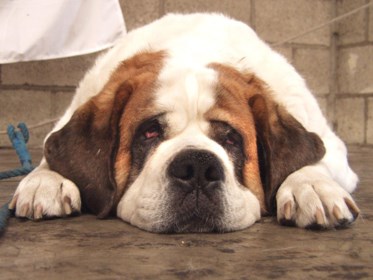 Vergeet Uw Hond Niet Te Laten Vaccineren Tegen Hondsdolheid Het Nieuwsblad Mobile