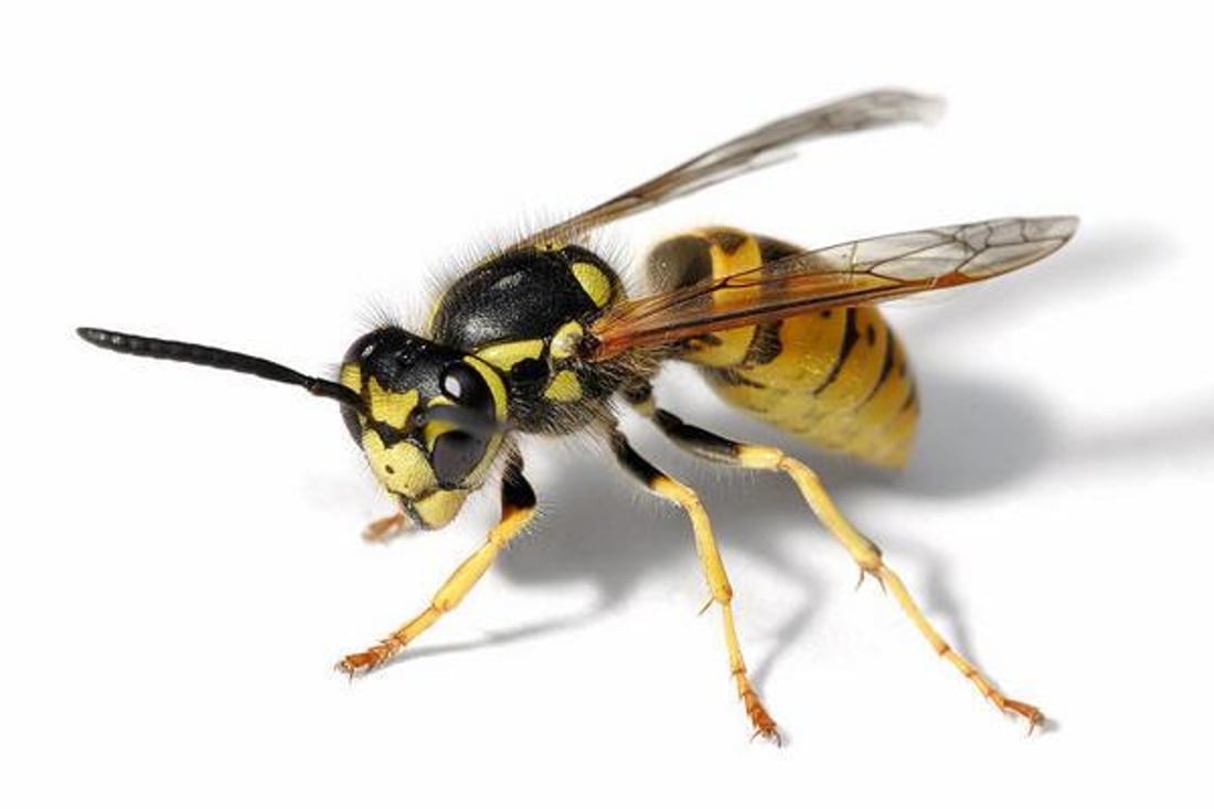 Belg Sterft Aan Wespensteek Hij Wist Niet Dat Hij Allergis