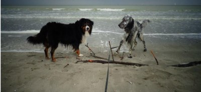 Overzicht Honden Op Het Strand Waar Mag Het Wel Niet Aan D Het Nieuwsblad Mobile