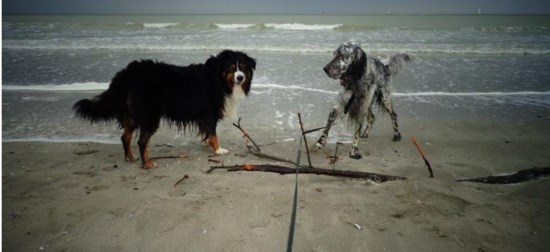 Overzicht Honden Op Het Strand Waar Mag Het Wel Niet Aan D Het Nieuwsblad Mobile