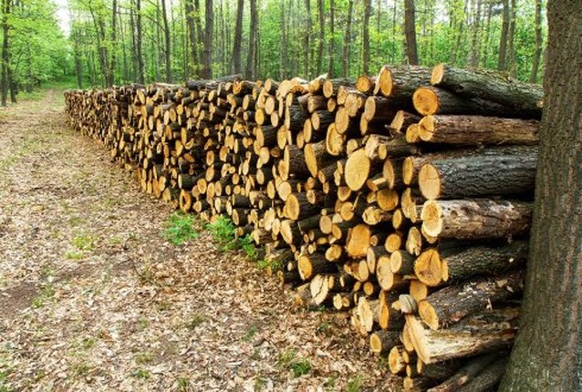 Gemeente verkoopt hout op stam (Lille) Het Nieuwsblad