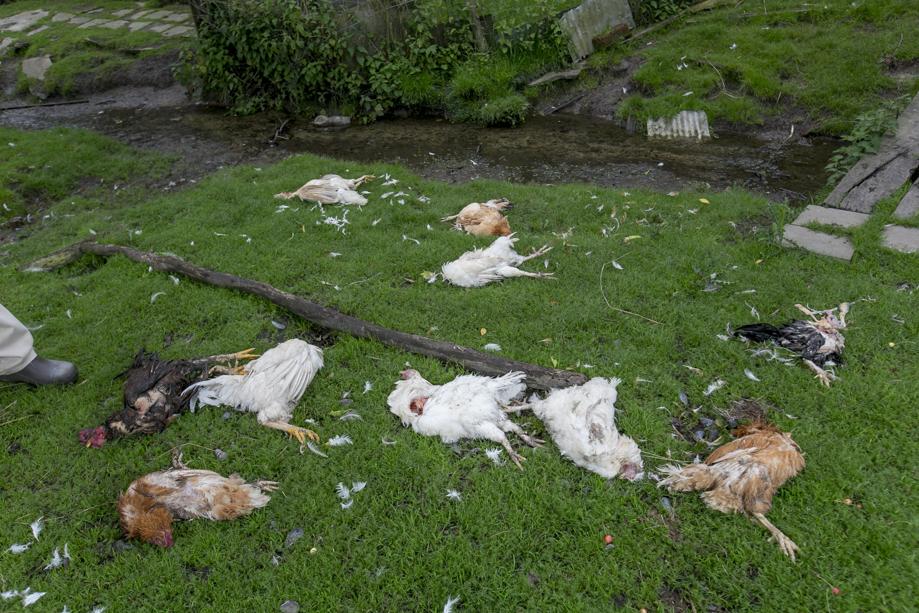 Vos bijt veertien kippen dood (Berlaar) | Het Mobile