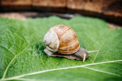 Wat Kan Je Doen Aan De Slakkenplaag In Je Tuin Het Nieuwsblad Mobile