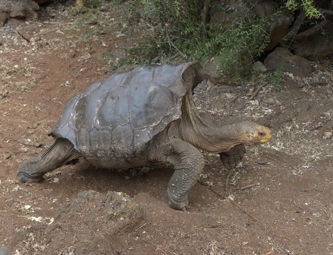 Deze 100-jarige schildpad had zoveel seks dat hij hiermee zijn soort redde  van uitsterven | Het Nieuwsblad Mobile