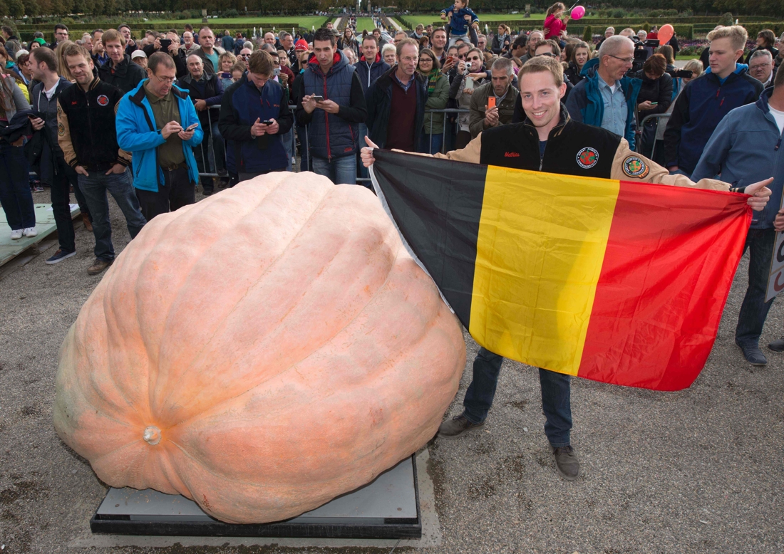 Belg breekt record met zwaarste pompoen ter wereld het nieuwsblad