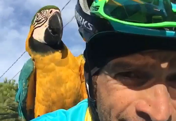 Eller Uretfærdig halstørklæde Profwielrenner traint in gezelschap van... papegaai op schouder | Het  Nieuwsblad Mobile