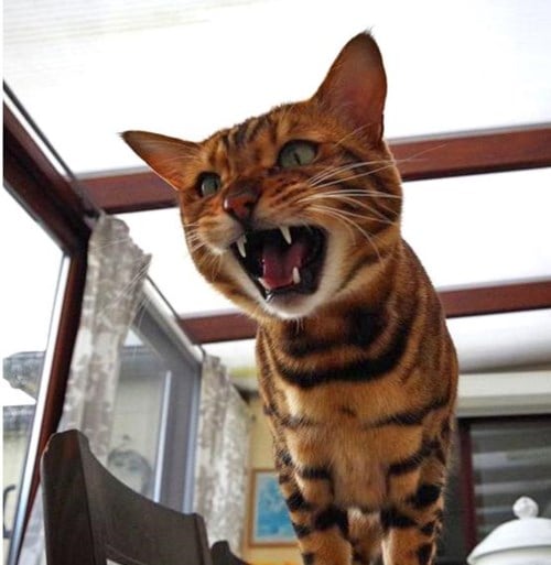 Deze kat is zo speciaal dat ze dezelfde manager krijgt als Astrid 'Bryan' Coppens