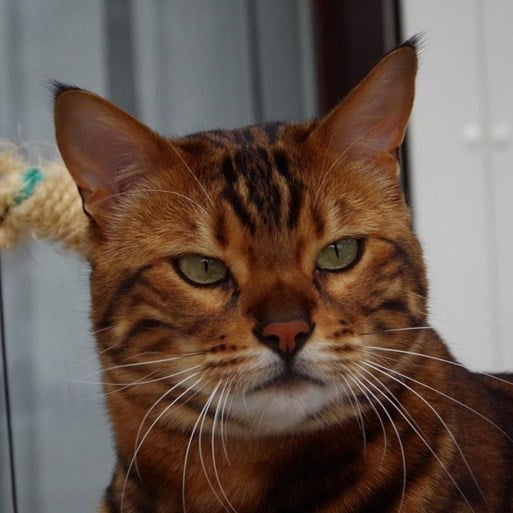 Deze kat is zo speciaal dat ze dezelfde manager krijgt als Astrid 'Bryan' Coppens
