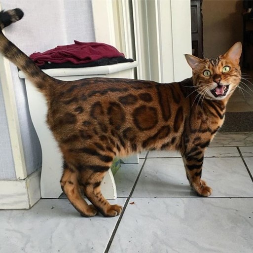 Deze kat is zo speciaal dat ze dezelfde manager krijgt als Astrid 'Bryan' Coppens
