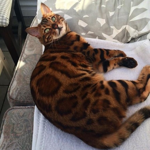 Deze kat is zo speciaal dat ze dezelfde manager krijgt als Astrid 'Bryan' Coppens