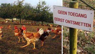 Ophokplicht Voor Alle Pluimvee In Het Hele Land Het Nieuwsblad Mobile
