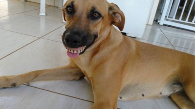 Puppy Pandora Is Heel Blij Met Haar Speciale Vondst In De Tu Het Nieuwsblad Mobile