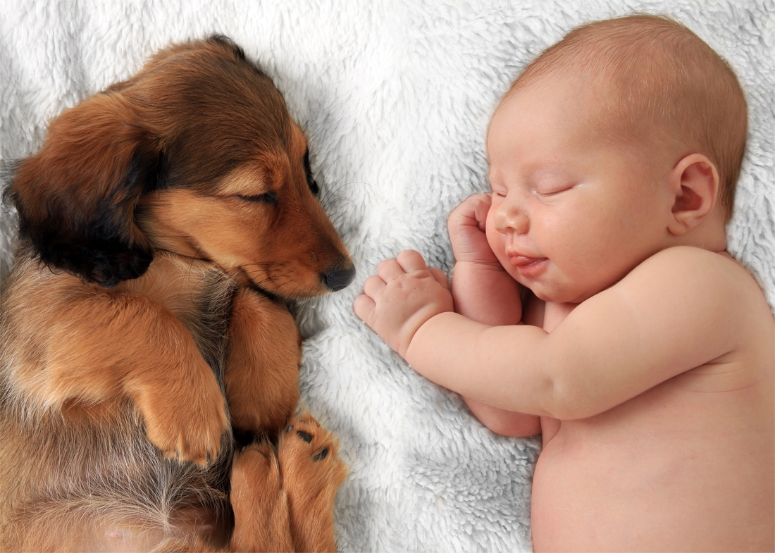 Precies Beroemdheid weggooien Hond in huis bij je baby? Dat maakt je kindje veel gezonder | Het  Nieuwsblad Mobile