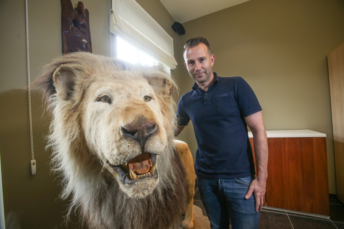 Verhandeling meer lexicon Te koop: opgezette leeuw voor 15.000 euro (Beringen) | Het Nieuwsblad Mobile