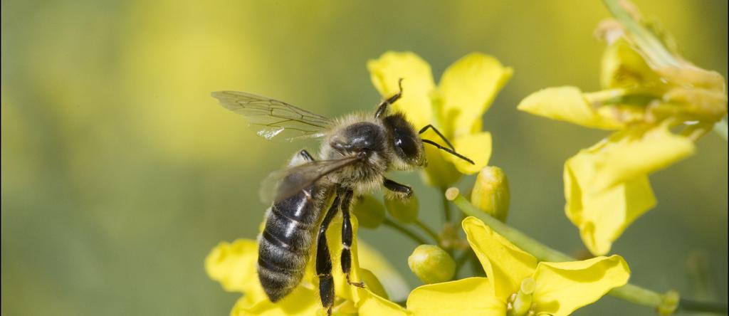 Bijzonder fenomeen kast aan muur moet ‘kerkbijen’ uit spouw