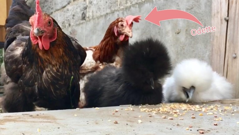Een zielige kip redden? Onze redactrice adopteerde er eentje