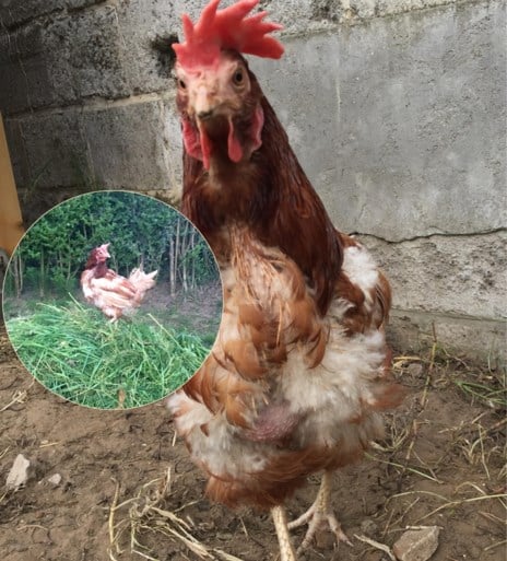 Een zielige kip redden? Onze redactrice adopteerde er eentje