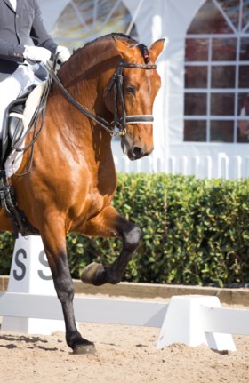 Fiscus opent jacht op fraude met elitepaarden