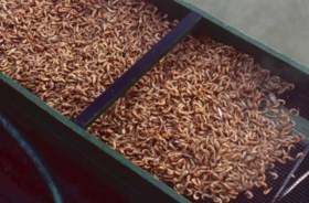 Daarom betalen we tegenwoordig zoveel voor onze garnalen