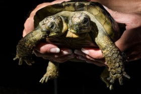 Tweekoppige siamese schildpad viert twintigste verjaardag