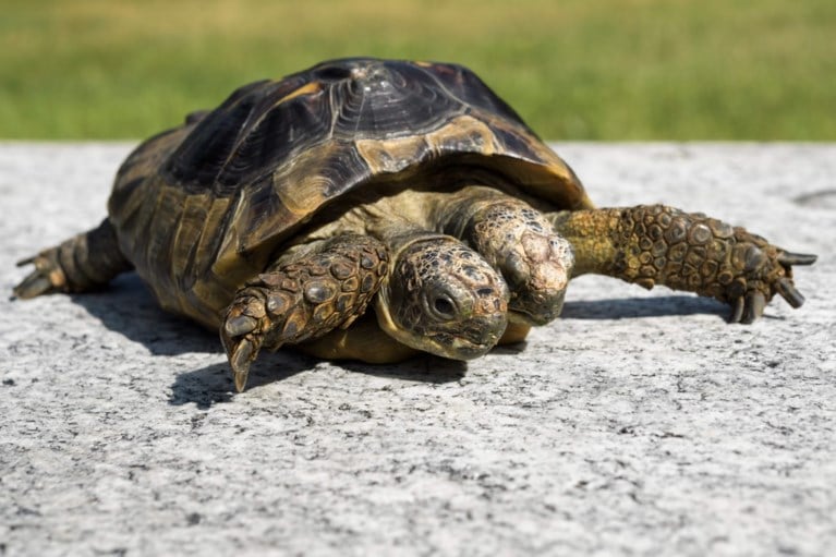 Tweekoppige siamese schildpad viert twintigste verjaardag