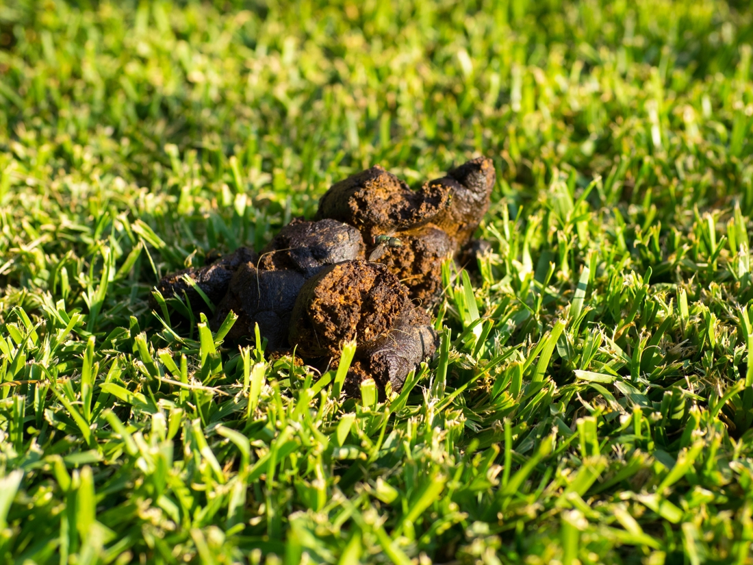 Loopster laat wekelijks haar uitwerpselen achter in voortuin&hellip; Het